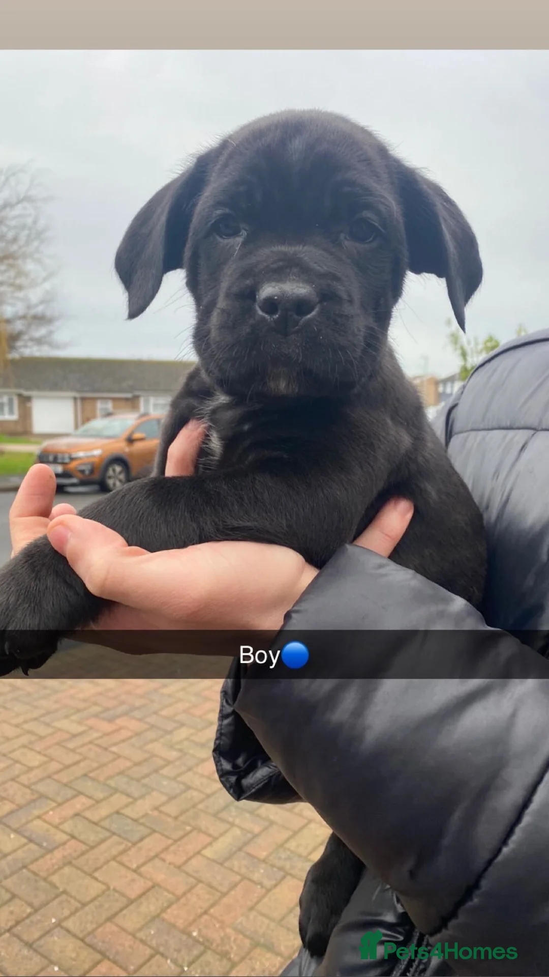 Cane Corso dogs for sale: Cane corso bandog - Advert 9