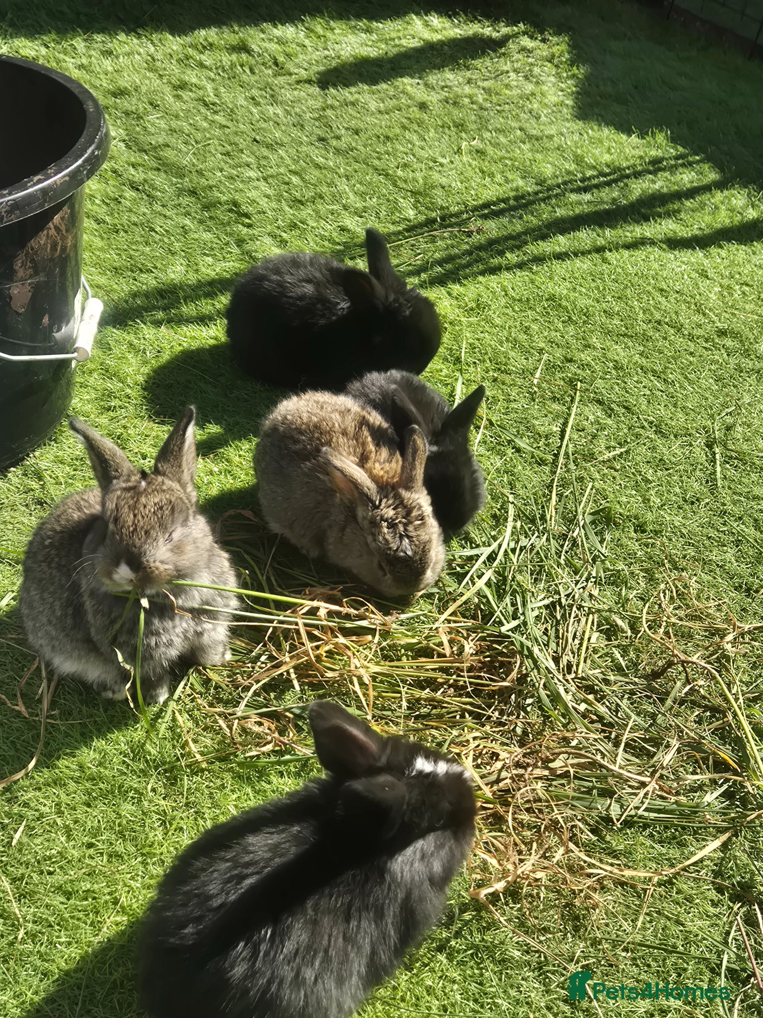Mixed Breed rabbits Mix bunnies  - Advert 1
