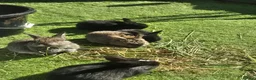 Mixed Breed rabbits for sale: Mix bunnies  - Advert 1