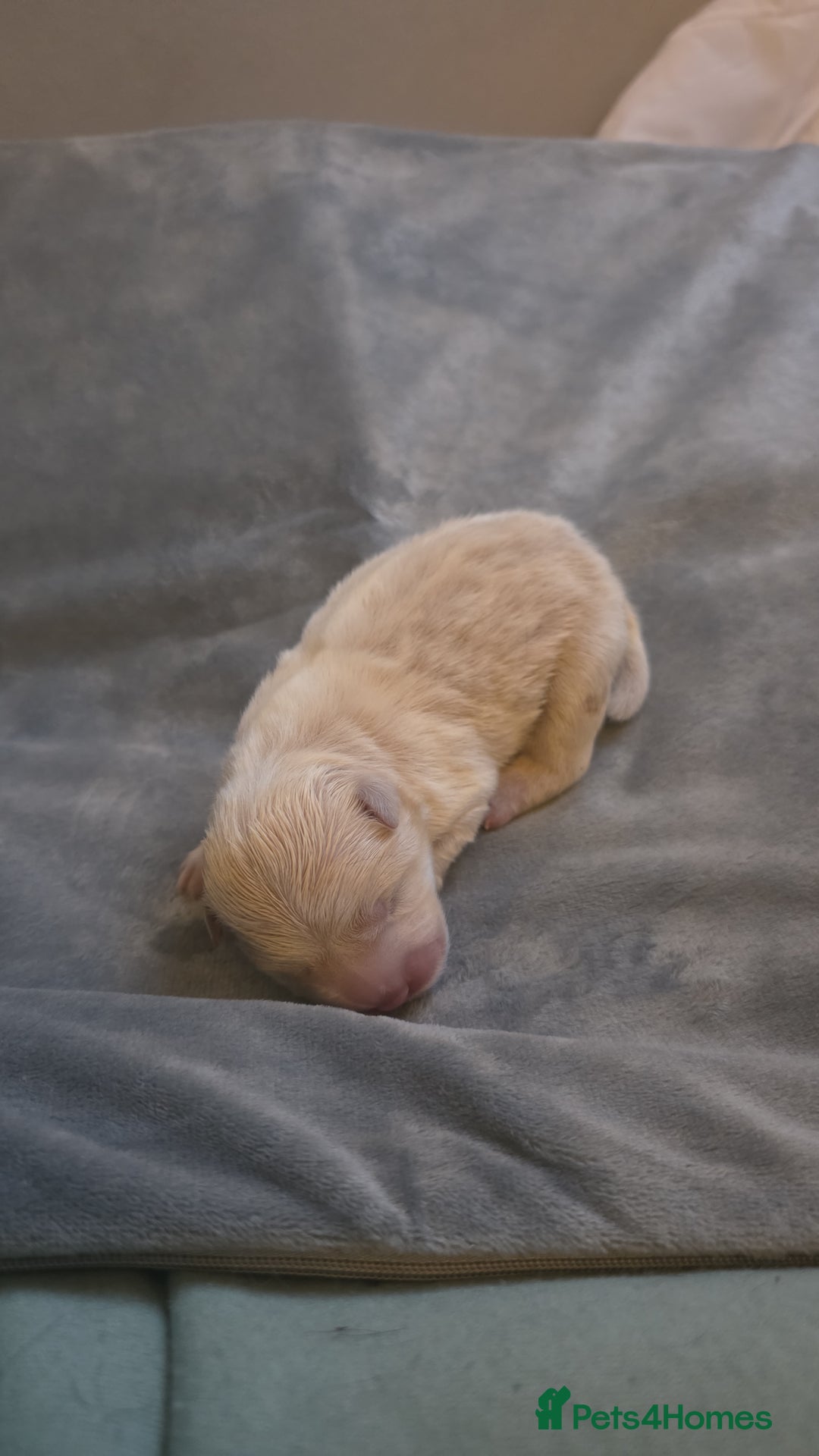 Chow Chow dogs for sale: 7 beautiful chow chow for sales - Advert 7