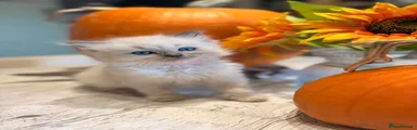 Ragdoll 5