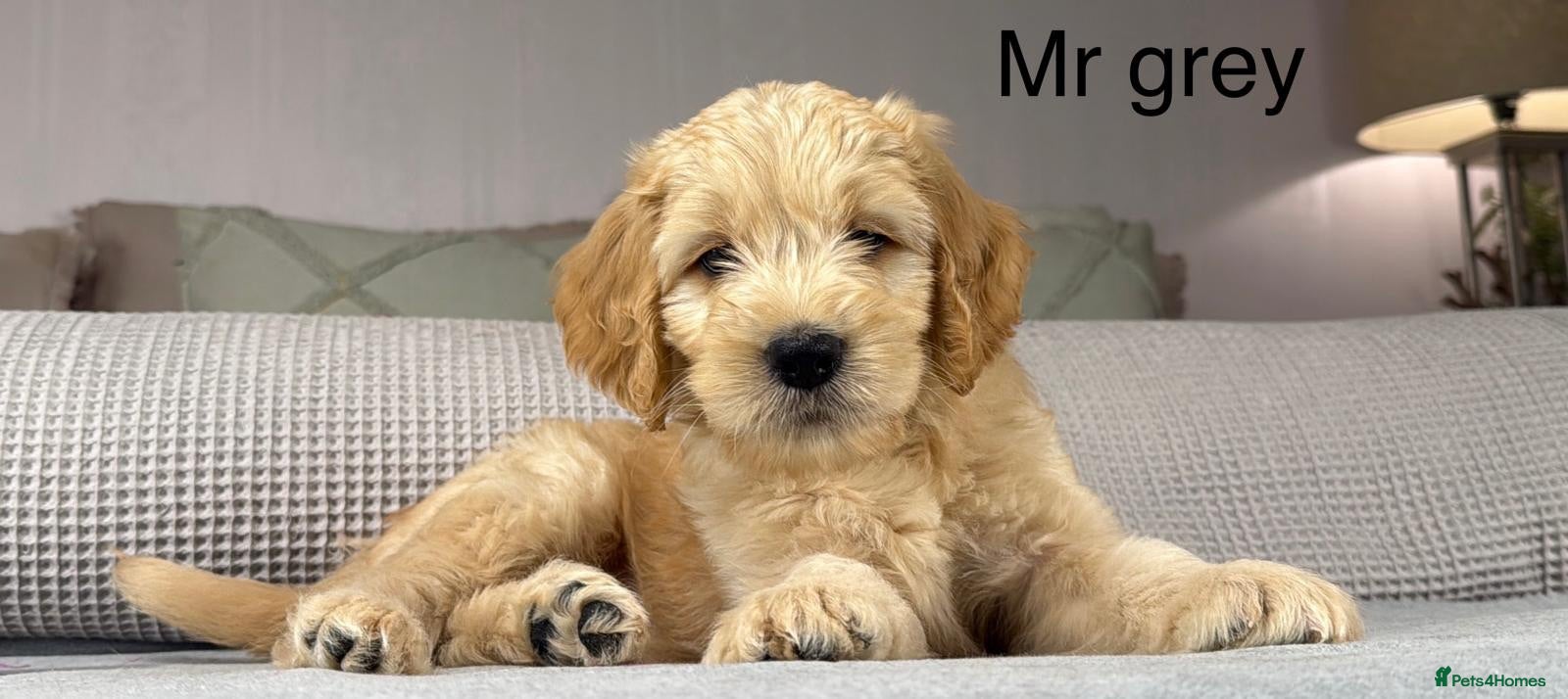 Goldendoodle dogs BEAUTIFUL HEALTHY CHUNKY PUPPIES  - Advert 1