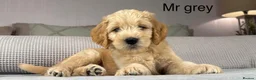 Goldendoodle dogs for sale: BEAUTIFUL HEALTHY CHUNKY PUPPIES  - Advert 12