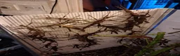 Stick Insects invertebrates for sale: 3 pairs Trachyaretaon Brueckneri sub adults - Advert 2