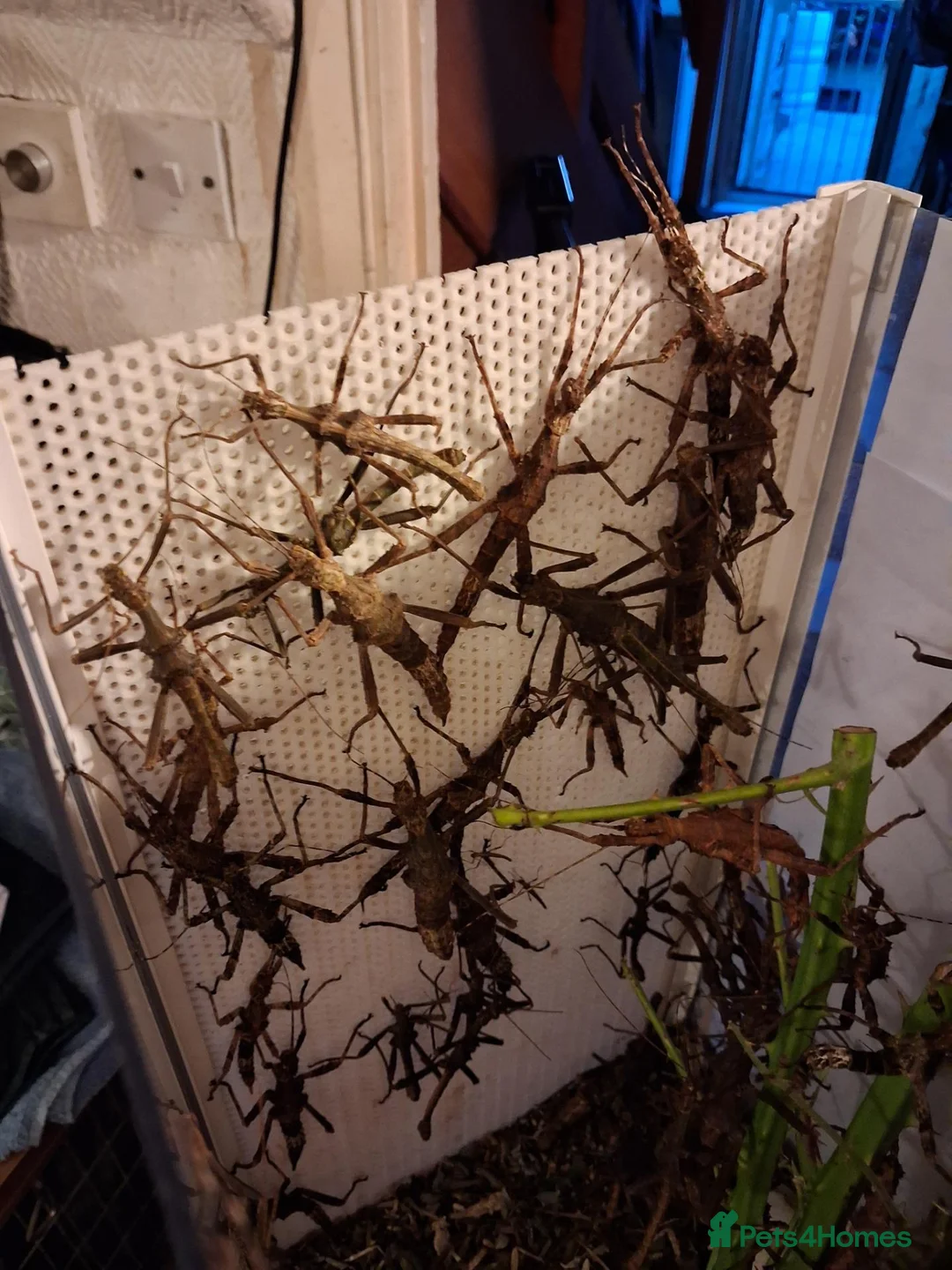 Stick Insects invertebrates for sale: 3 pairs Trachyaretaon Brueckneri sub adults - Advert 2