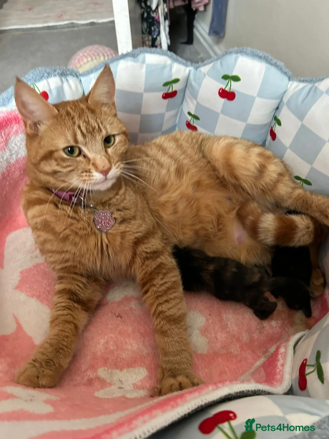 Mixed Breed cats for sale: 2 beautiful tortie girls - Advert 4