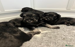 Miniature Schnauzer dogs for sale: Adorable black n silver Mini Schnauzer  - Image 3