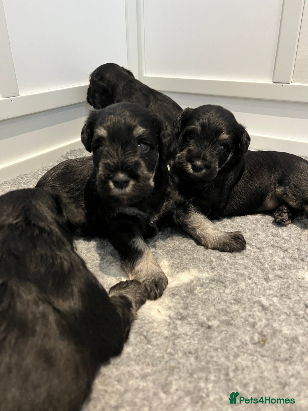 Miniature Schnauzer dogs for sale: Adorable black n silver Mini Schnauzer  - Image 3