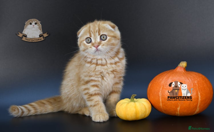Scottish Fold cats - Advert 15