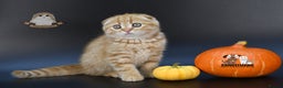 Scottish Fold cats for sale: LICENSED CATTERY, PURE BREED TOP QUALITY KITTENS - Advert 2