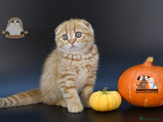 Scottish Fold cats - Advert 1