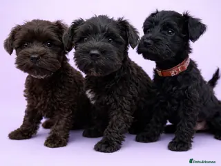 Miniature Schnauzer dogs Kc reg miniature schnauzers pups available - Advert 11