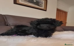 Cockapoo dogs for sale: Adorable best friend pups, sold fully vaccinated - Advert 19