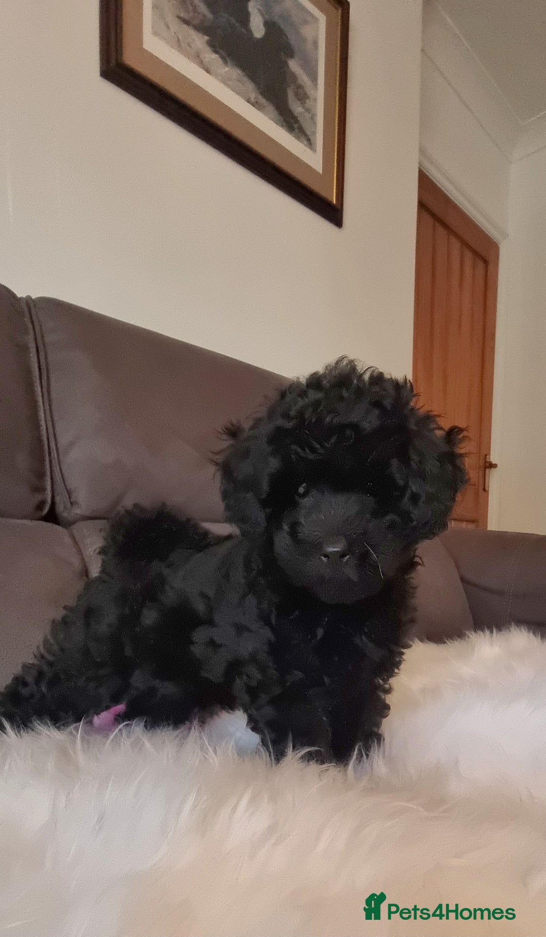 Cockapoo dogs for sale: Adorable best friend pups, sold fully vaccinated - Advert 19