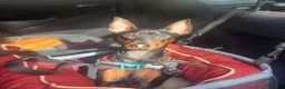 Miniature Pinscher dogs for stud: Healthy Miniature Pinscher Stud – Enfield - Advert 4