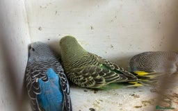Budgerigars birds for sale: BUDGIES FOR SALE, all in good health - Image 15