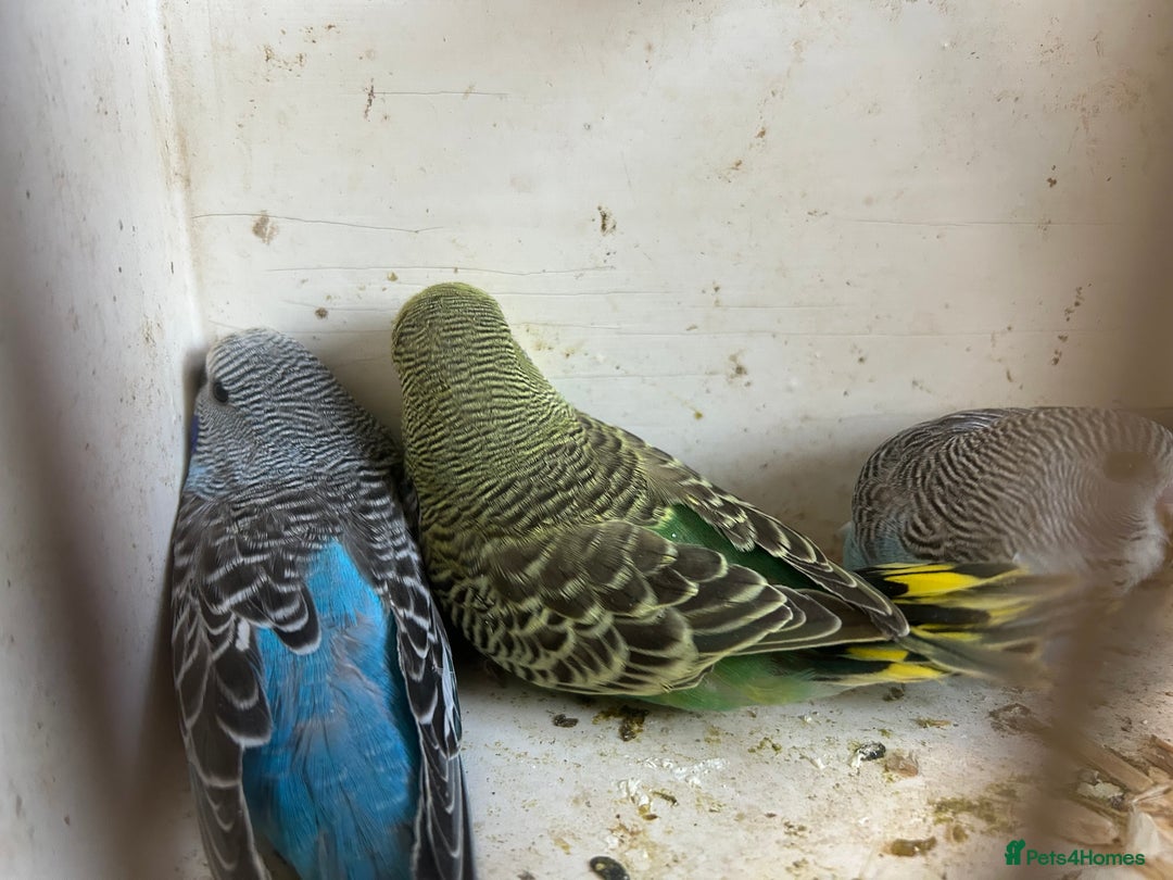 Budgerigars birds for sale: BUDGIES FOR SALE, all in good health - Image 15