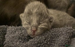 Mixed Breed cats for sale: Kittens - Image 11