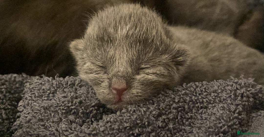 Mixed Breed cats for sale: Kittens - Image 11