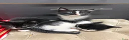 Maine Coon cats for sale: Maine coon cross kittens - Advert 13