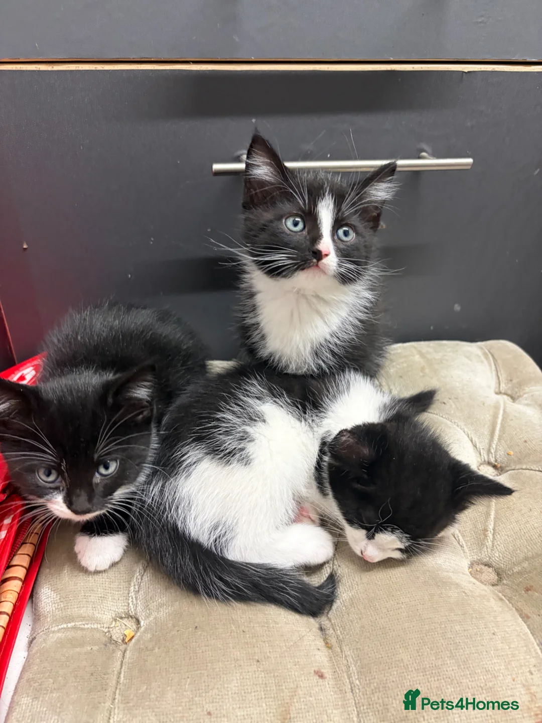 Maine Coon cats for sale: Maine coon cross kittens - Advert 13