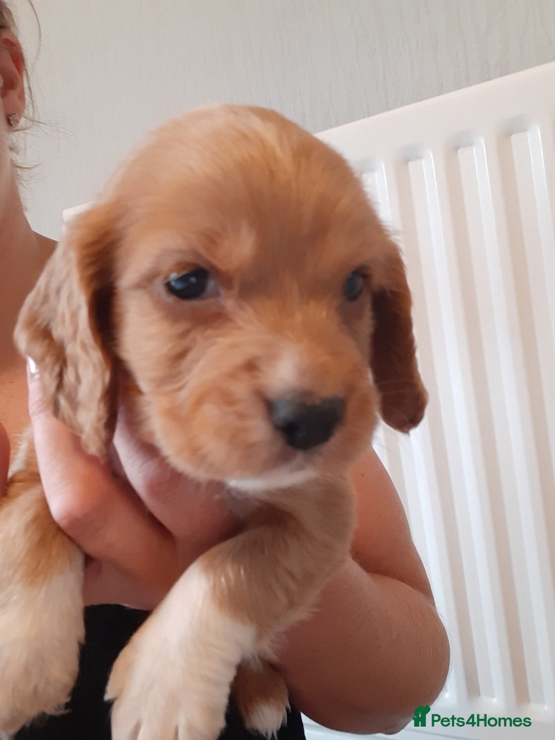 Cocker Spaniel dogs for sale: Kc reg cocker spaniels ready 17th Aug - Image 26