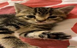Domestic Shorthair cats for adoption: Cats & Kittens  Ready to leave NOW - Advert 2