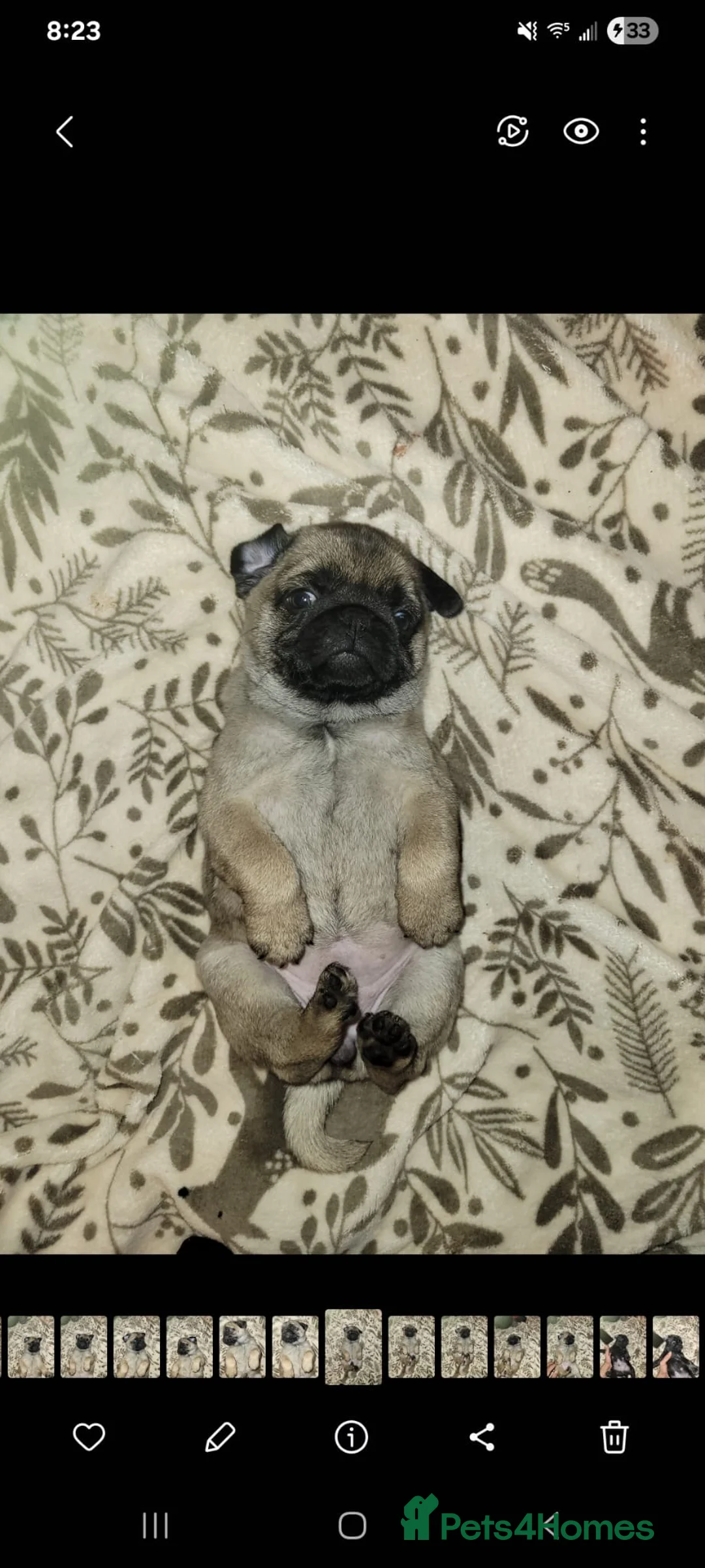 Pug dogs for sale: Kiki pug female - Advert 2