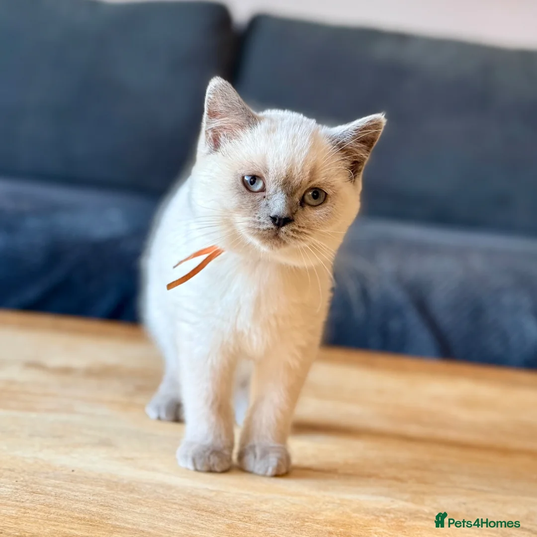 British Shorthair cats for sale: Fluffy British Shorthair Kittens in Coatbridge - Advert 1