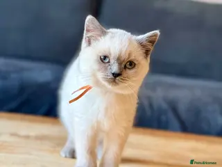British Shorthair cats Fluffy British Shorthair Kittens - Advert 1