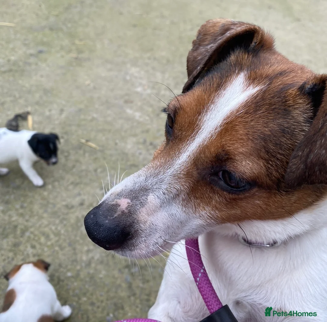 Jack Russell dogs for sale: Miniature Jack Russel puppies for sale  - Advert 7