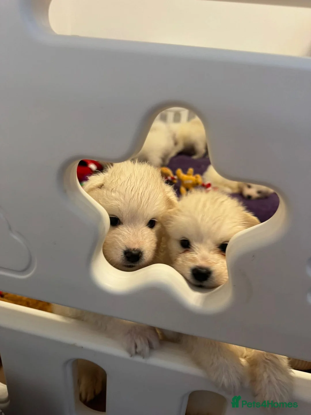 Samoyed dogs for sale: Samoyed Puppies - Advert 16