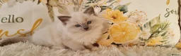 Ragdoll cats for sale: 💕BEAUTIFUL TICA REGISTERED RAGDOLLS KITTENS 💕 - Advert 4