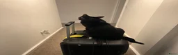Domestic Shorthair cats for sale:  🐾 Meet Lenny – The Sweetest Little Shadow - Advert 4