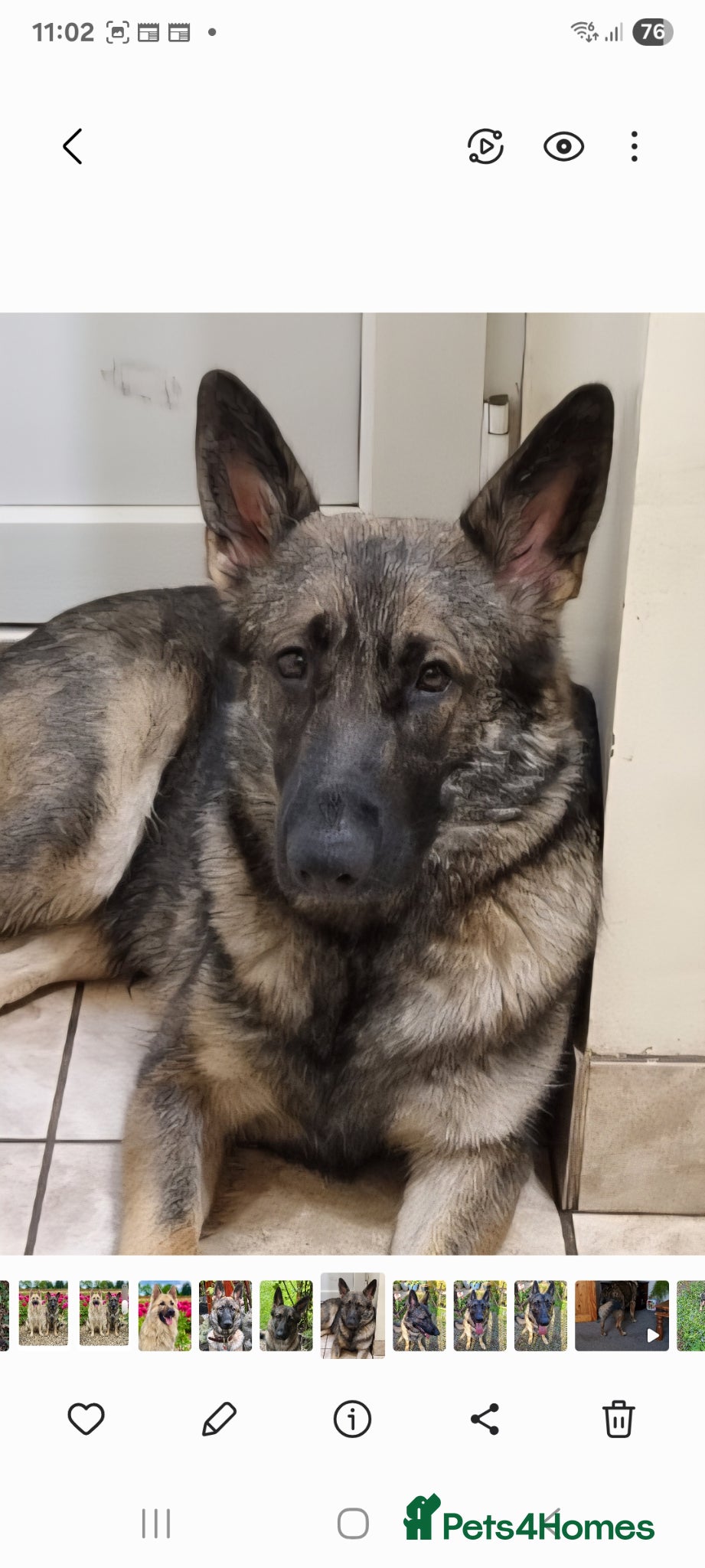 German Shepherd dogs for sale: German Shepherd pups Straight back KC registered - Advert 1