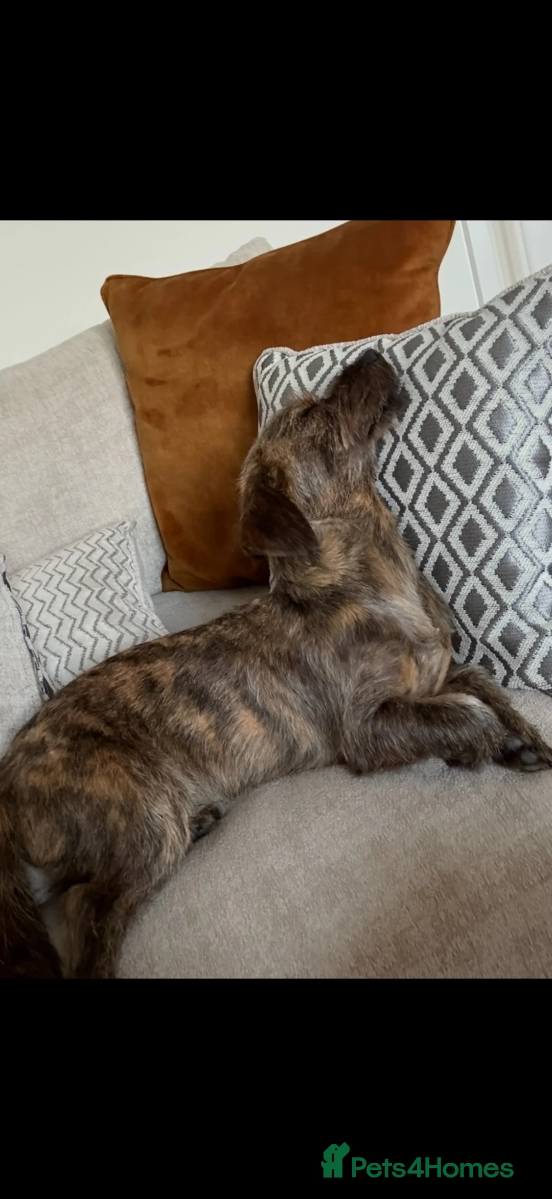 Mixed Breed dogs for sale: Loving, 1 year old Energetic Boy - Advert 2
