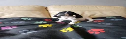 Mixed Breed dogs for sale: KC Basset Hound x KC German Shorthaired Pointer  - Advert 11