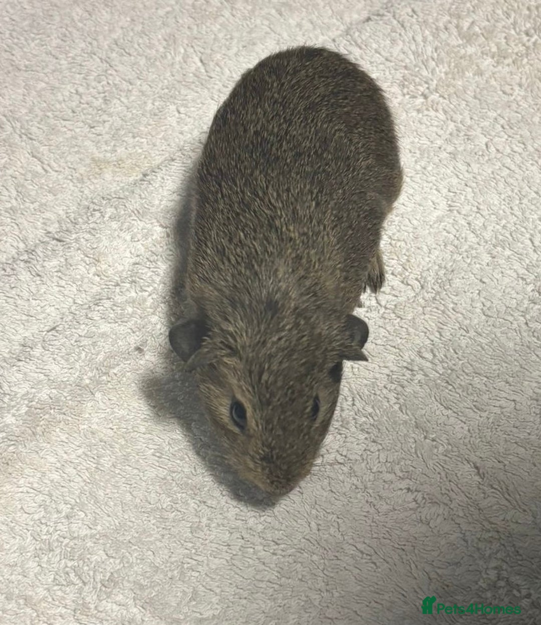 Guinea Pig rodents for sale: Baby Guinea Pigs  - Advert 1