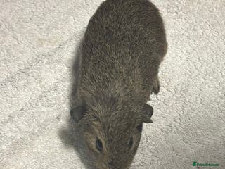 Guinea Pig rodents Baby Guinea Pigs - Advert 4