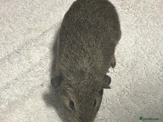 Guinea Pig rodents Baby Guinea Pigs - Advert 22