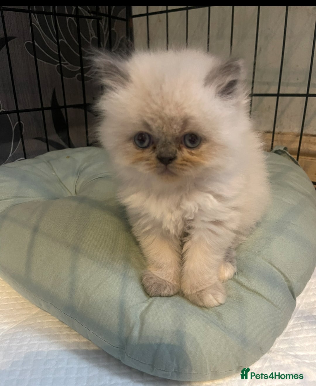 Persian cats for sale: 2 male 4 female  - Image 5