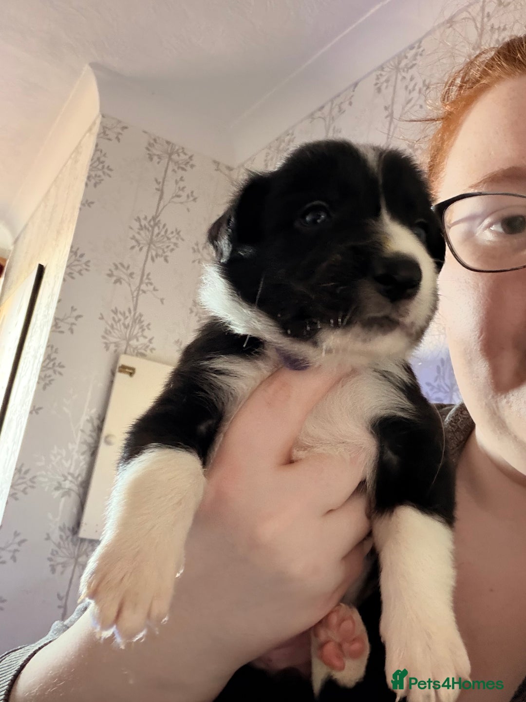 Border Collie dogs for sale: Border collie pups for sale  - Advert 7