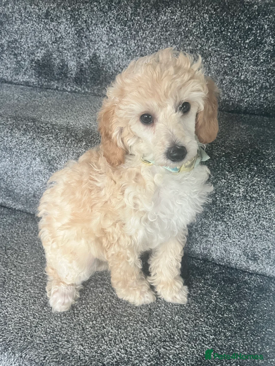 Toy Poodle dogs for sale: Adorable toy poodle girl puppy 11 weeks  - Advert 8