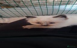 Ragdoll cats for sale: Ragdoll babies  - Image 6