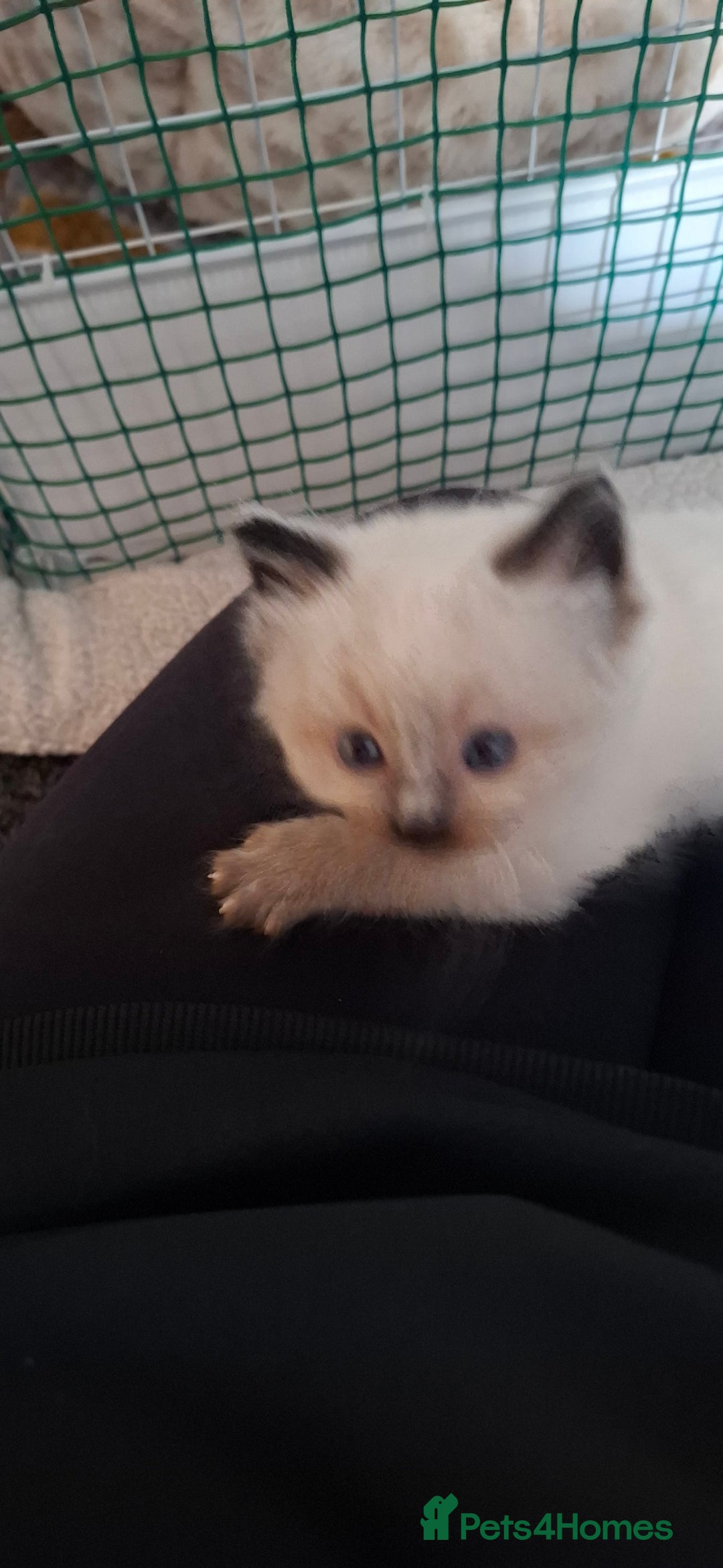 Ragdoll cats for sale: Ragdoll babies  - Image 6