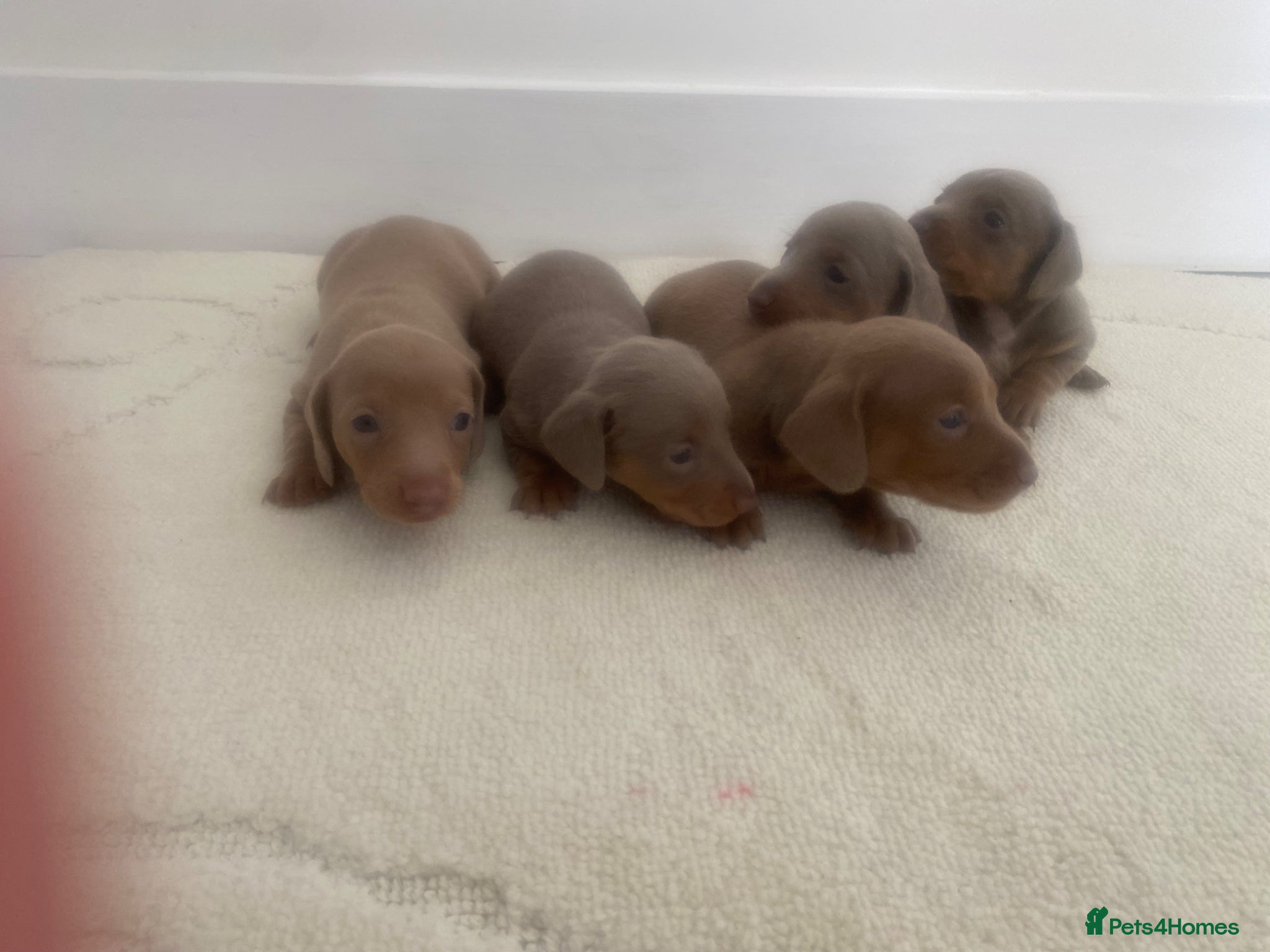 Miniature Dachshund Puppy 6