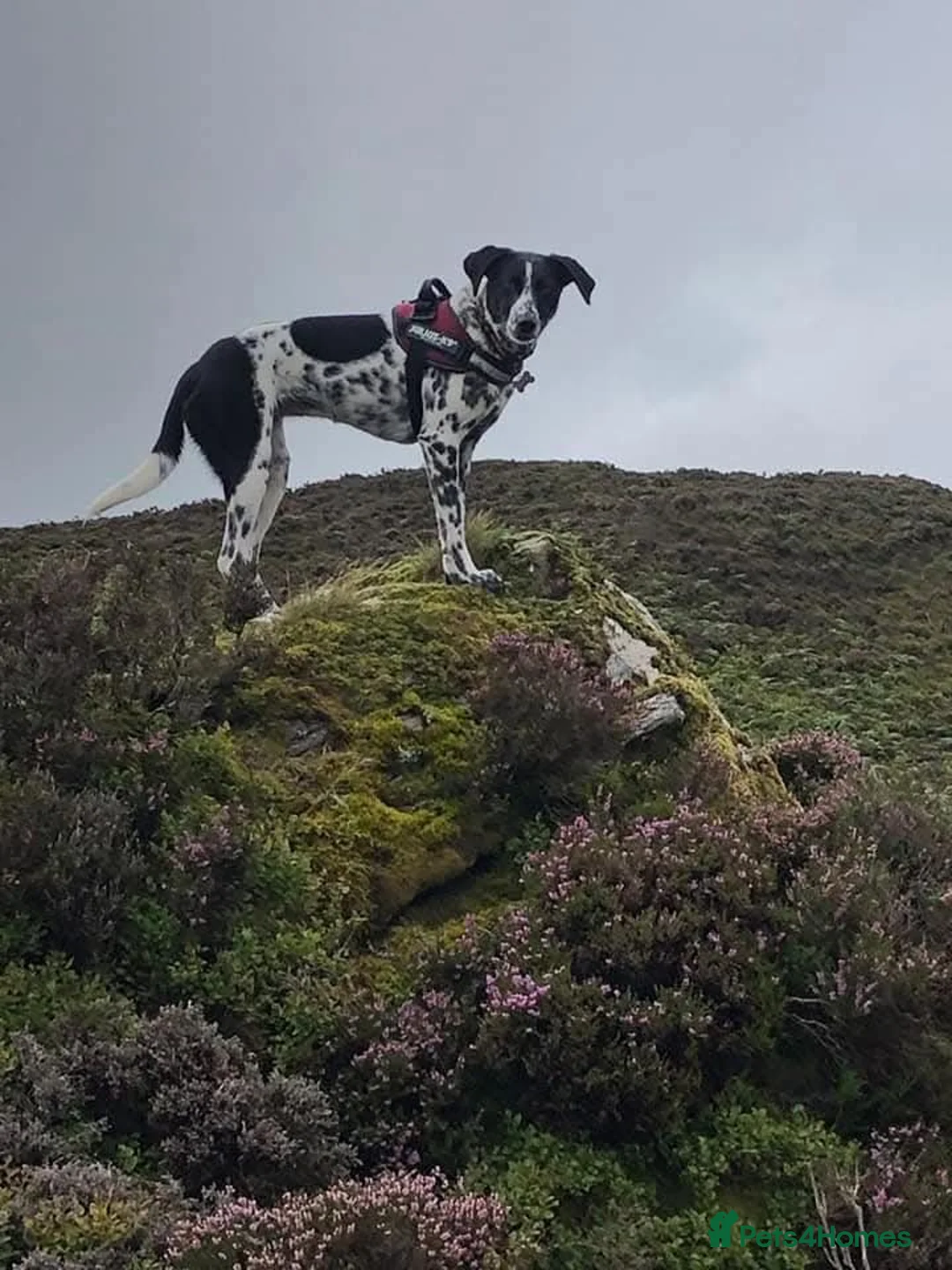 Mixed Breed dogs for sale: Dollie x Long Haired Border Collie Puppies  in Campbeltown - Advert 1