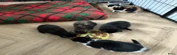 Mixed Breed cats for sale: KITTENS FOR SALE - Advert 2