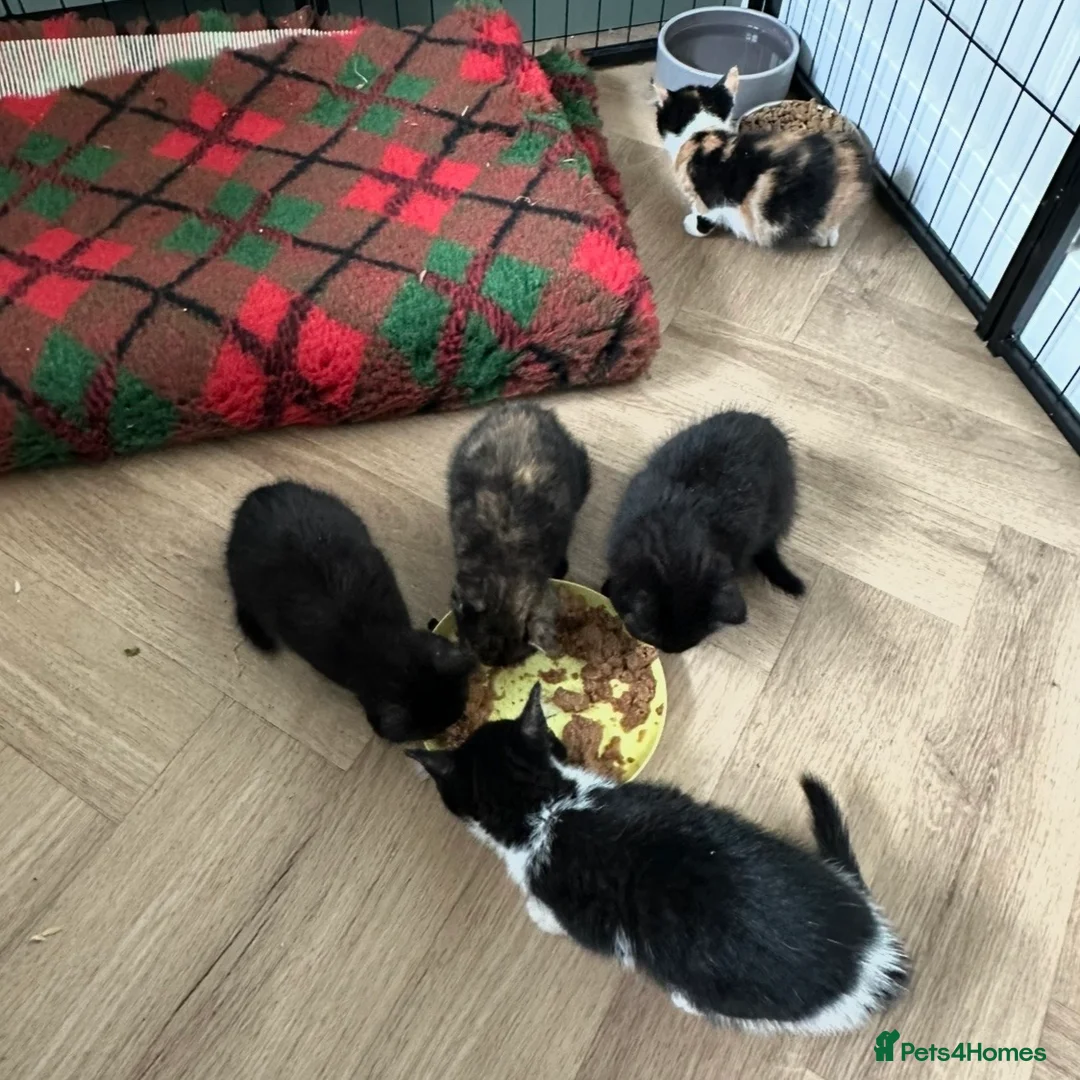 Mixed Breed cats for sale: KITTENS FOR SALE - Advert 2