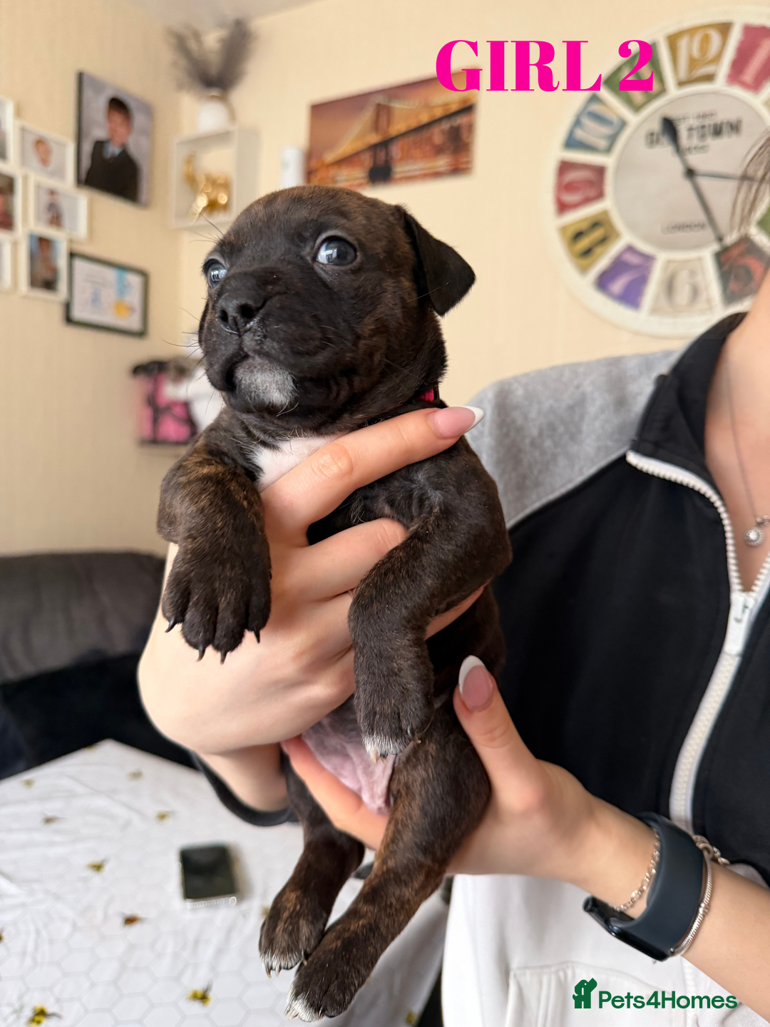 Staffordshire Bull Terrier dogs for sale: Precious Puppies Ready to Join Your Family - Advert 9